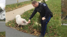 'Kevin Bacon,' The Runaway Pig, Rounded Up By Police And Returned To His Owner