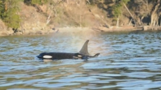 Endangered killer whale calf born to J pod is a girl, experts say