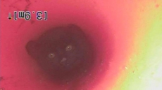 Kitten OK After Being Rescued From Underground Pipe In Kamloops, B.C.