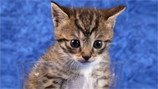 BC SPCA Says It Has Identified Person Who Abandoned Newborn Kittens In Dumpster