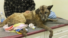 Lost Dog Koda Found Dirty, Thin And Stuck In Culvert; Neighbours Dig Him Out