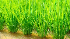 Asia's biggest paddy procurement begins in Punjab