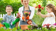 No Lawn? All Lawn? Blended, Bee-friendly Lawn Can Be A Good Compromise