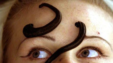 Believe it or not, Leeches can fix torn ear!
