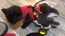Stray, Disabled Kitten Uses Lego Wheelchair To Scoot Around With Littermates