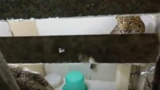 Watch: Leopard Sneaks Into A Honeymooning Couple's Bedroom In Nainital