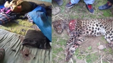 Man Finds Leopard In Room Where His Children Slept, Neighbours Kill It