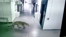 Video: Leopard Enters Bengaluru School, Trapped After Injuring Five People
