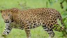 Child critically injured in leopard attack in Tirupati