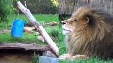 Woman Attacked By Lion At Quebec Zoo Should Make Full Recovery: Director