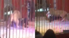 WATCH: French Circus Lion Locks It's Jaws Around Keeper's Throat In Front Of Terrified Children