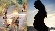 In Gujarat, Woman Delivers Baby In Ambulance Surrounded By 12 Lions