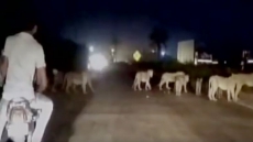 Watch: King Of The Streets? Group Of Lions Halt Traffic On Busy Gujarat Highway
