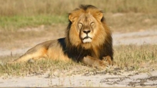 Pakistani Man Unleashes ‘Pet’ Lion On Electrician To Avoid Paying Him