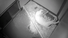 Four Lion Cubs Born At Toronto Zoo 'Appear Healthy,' Zoo Says