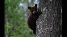 Littlefoot the orphaned bruin saved from starvation by B.C. pilot project