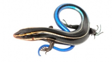 Lizard tails may help humans get new limbs