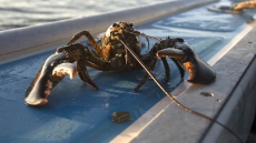 N.S. Fishing Villages Abuzz With Speculation About Big Theft Of Premium Lobster