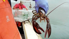 From Lobster To Loofah? B.C. Chemist Works To Turn Shells Into Plastics