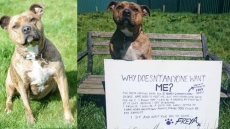 'Britain's Loneliest Dog' Lands Role In Hollywood Film