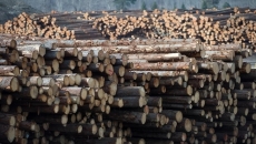 Softwood spat due to housing shortage