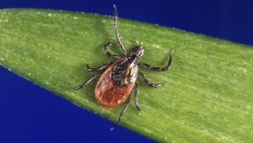 As Canada warms, infectious disease risks spread north