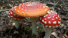 Psychoactive magic mushroom found in Buckingham Palace