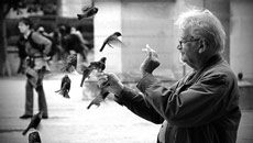 Did human language evolve from birds and primates?