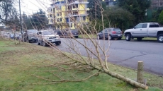 Vancouver Neighbourhood Shocked By 17 Maples Illegally Chopped In Midnight Hours