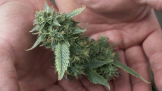 Mounties, military spend millions on weeding out illicit marijuana harvest