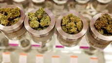 How marijuana shrinks cancerous tumours