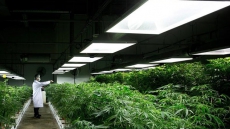 Pot should be legalized, regulated and sold like alcohol, says addiction centre