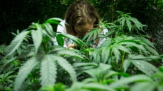 Vancouver Sprouting Tougher Rules For Fast-Growing Medical Pot Stores