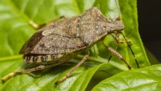 Stink bug invasion: Pests thrive in B.C. heat