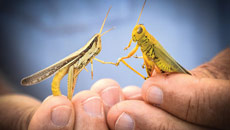 First Mars settlers to devour grasshoppers?