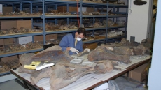 Global cooling likely caused mastodon death: study