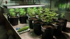 RCMP Raid Illegal Cannabis Grow-Op And Extract Operation In Squamish, B.C.