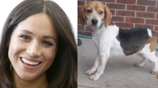 From Shelter To Castle: The 'Fairy Tale' Of Meghan Markle's Ontario-Adopted Pup