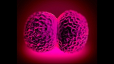 What is meningococcal meningitis? Some questions and answers about the disease