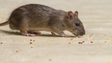 UP Police claim: 'Rats ate up 581 kg marijuana'