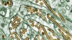 Pet dog infected with avian flu in Canada