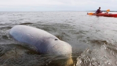 Belugas polluted with microplastics through prey