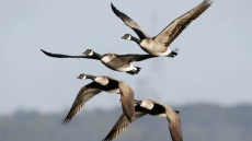 Migrating birds map routes to prevent interbreeding?
