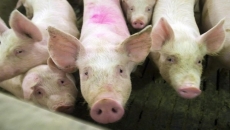 Rare human swine flu likely a one-off: expert