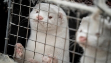 B.C. mink farmer destroys animals after COVID