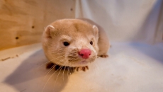 COVID-19 outbreak declared at B.C. mink farm