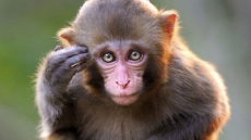 Monkeys Outperform Humans In Cognitive Flexibility: Study