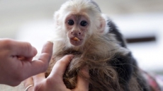 Monkey Lost Since Saturday On Vancouver Island Continues To Evade Capture