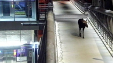 Moose Takes Midnight Ramble Across Calgary Transit Station Pedestrian Overpass