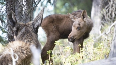 Young Moose Swims In St. John's Harbour Before A Large Crowd Of Onlookers